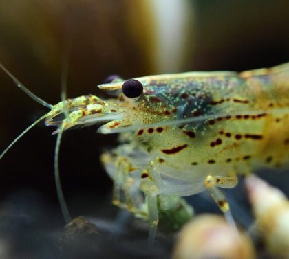 Аманова скарида(10 броя) - Caridina multidentata