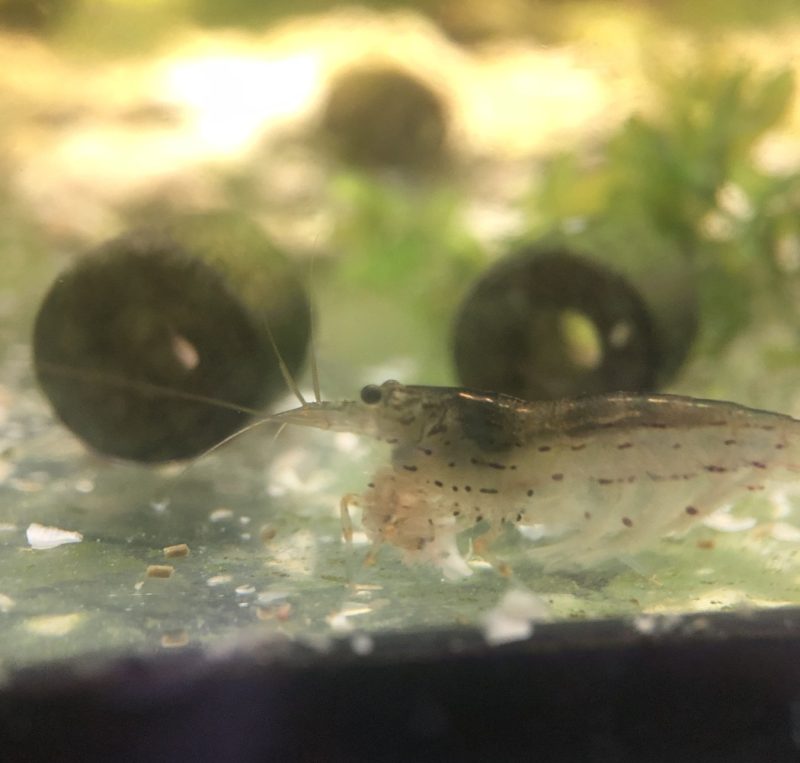 Аманова скарида(10 броя) - Caridina multidentata - Image 3